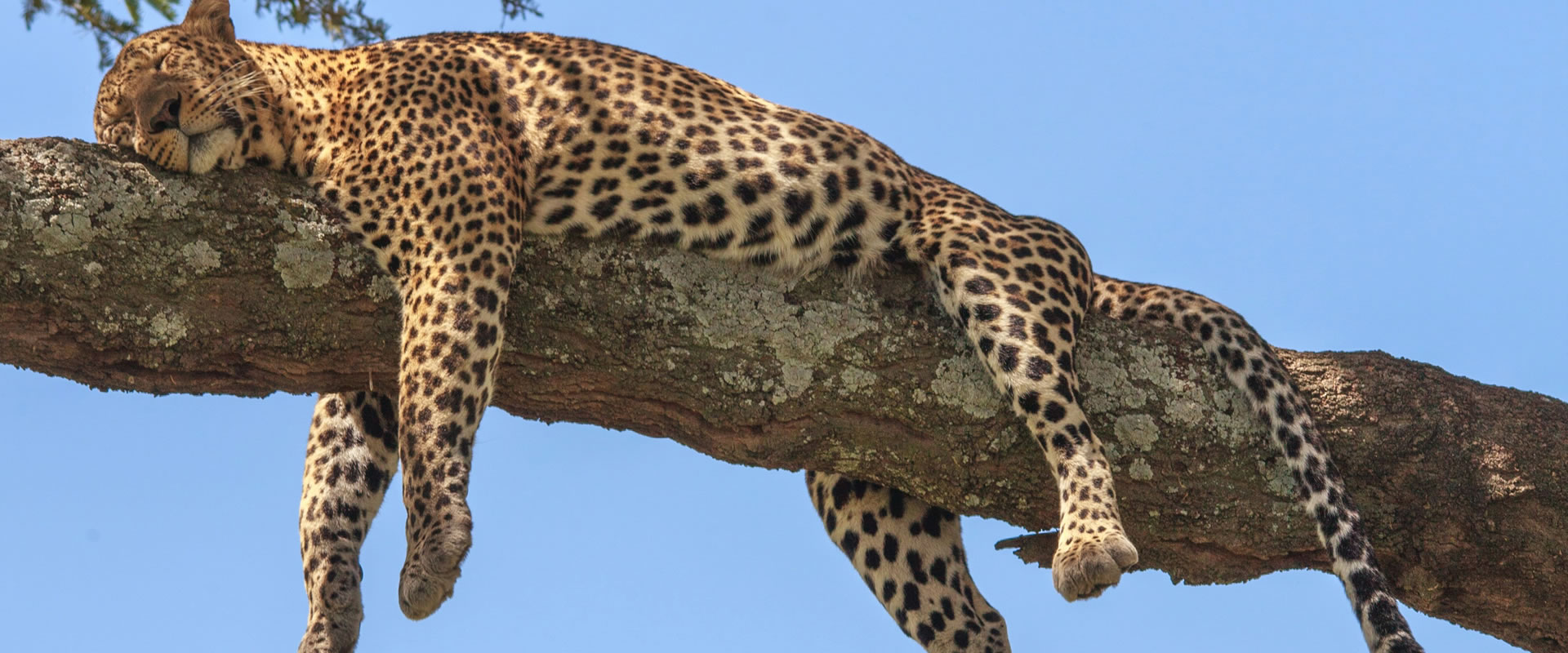 3 Days Serengeti Safari – wildlife safari in Serengeti National Park