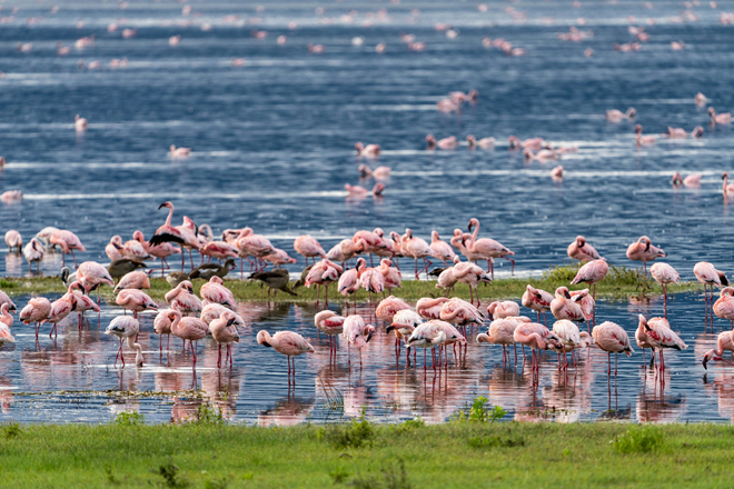 4 Days Lake Nakuru & Maasai Mara – wildlife safari in Lake Nakuru, Maasai Mara