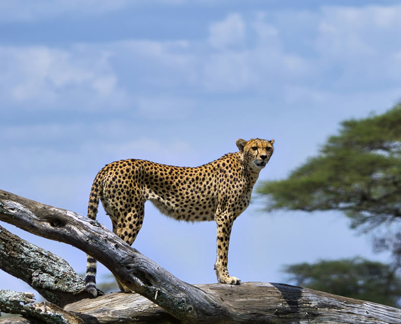 4 Days Tanzania Northern Circuit – wildlife safari in Tarangire, Serengeti, Ngorongoro
